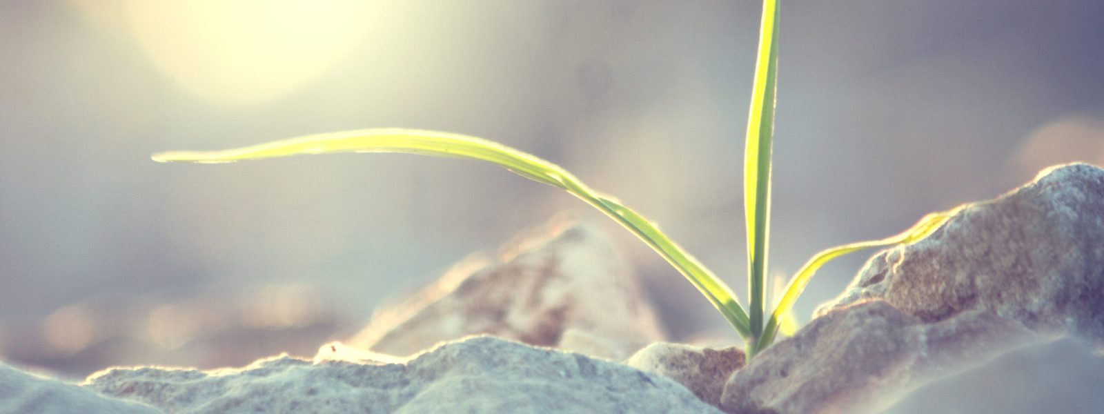 Vintage plant grows in rocks and symbolizes struggle